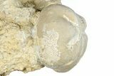 Two Fossil Echinoids - Taouz, Morocco #290703-1